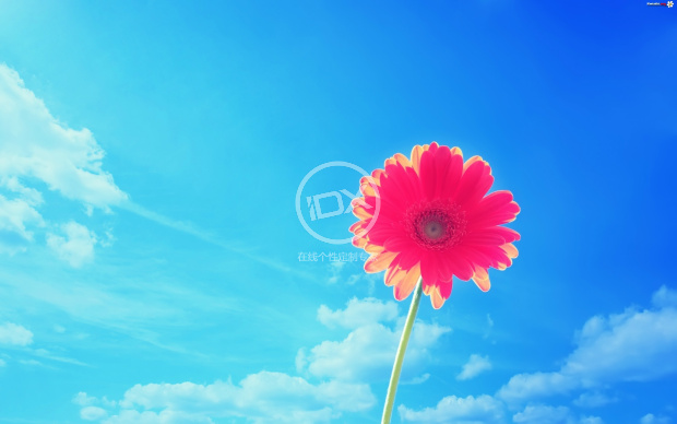 太阳花